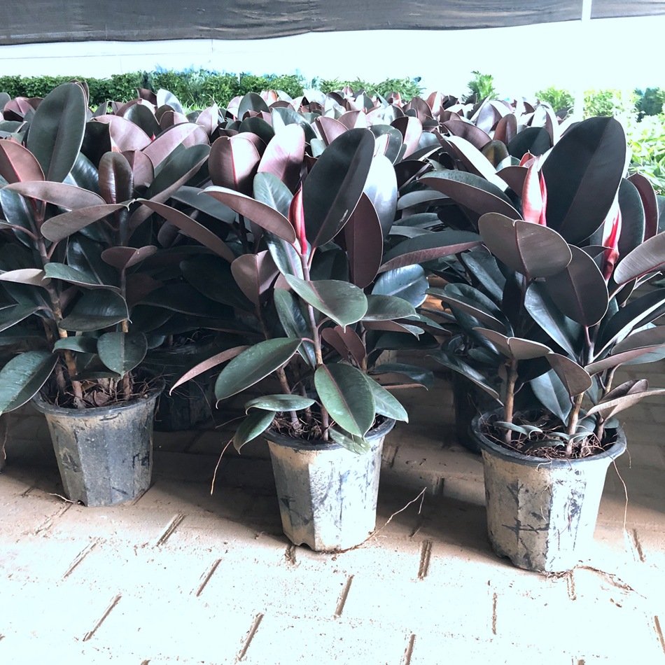 橡皮树盆栽 黑金刚 印度橡胶树 印度橡树 园林绿化园艺花卉盆栽