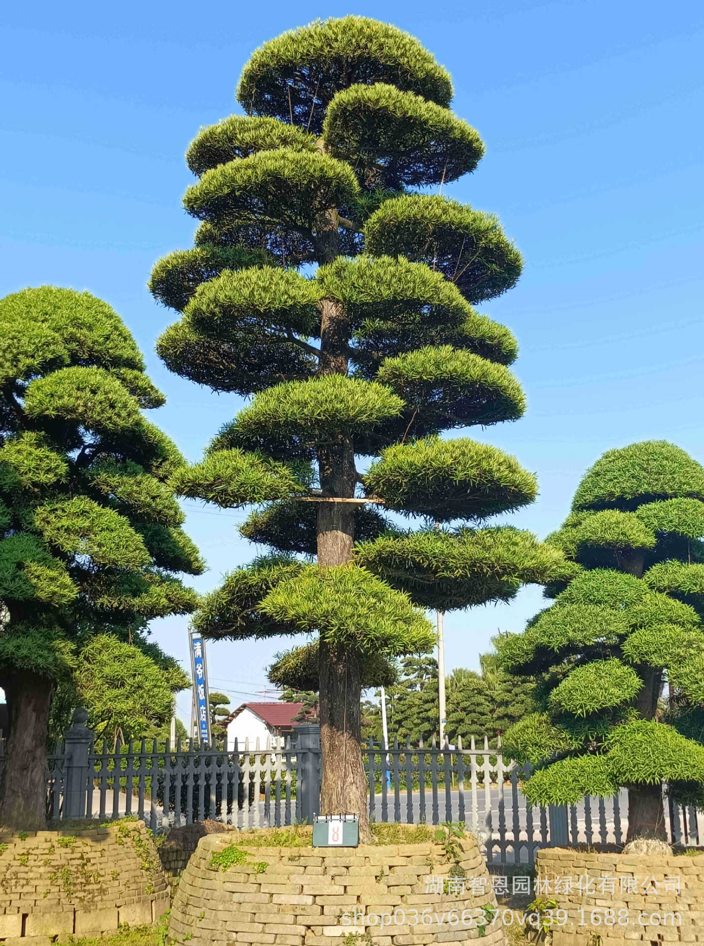 日本罗汉松 罗汉松 进口罗汉松罗汉松源头基地别墅庭院植物