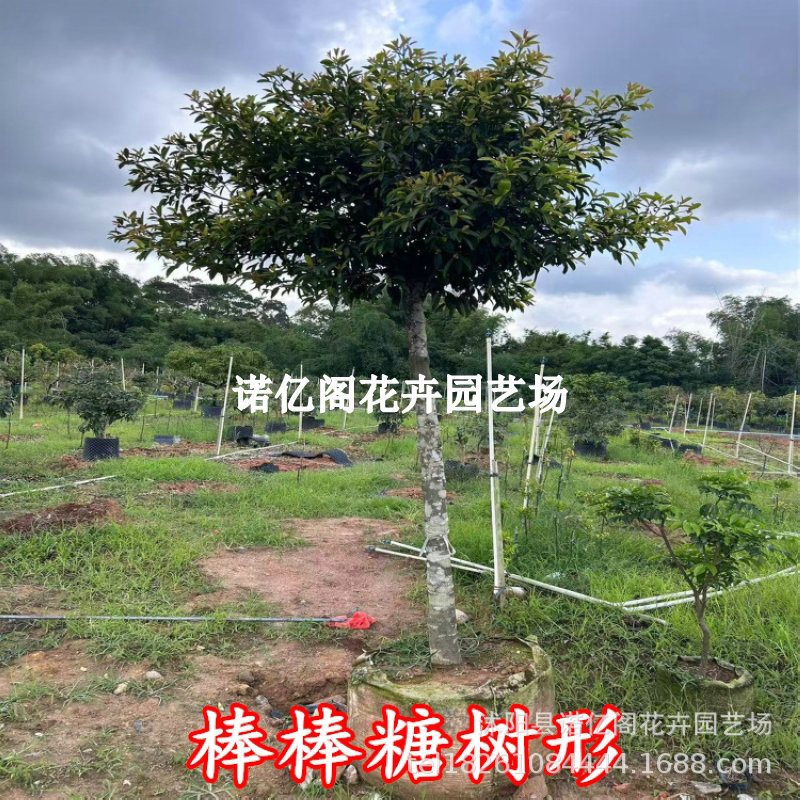 山竹树苗泰国山竹嫁接苗红肉白肉庭院盆栽地栽四季结果当年结果