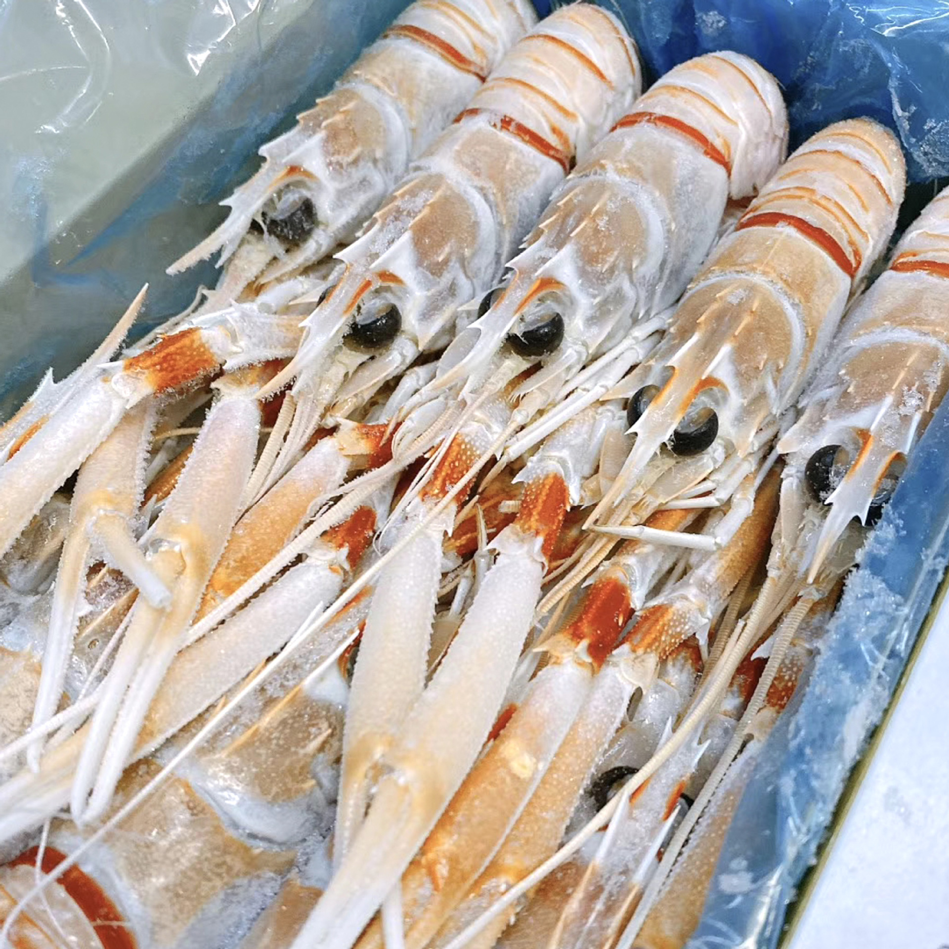 新西兰p牌鳌虾刺身虾scampi斯干比小龙虾寿司生南极虾1/2号2kg/盒