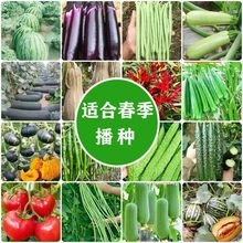 【蔬菜种子】韭菜萝卜黄瓜小香葱羊角蜜小青菜肉丝瓜等蔬菜种籽
