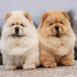 纯种松狮狗狗幼犬泰迪宠物金毛博美狗狗可爱宠物高智商宠物狗活物