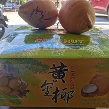 海南黄金椰子三亚特产新鲜水果黄金红椰九个装现摘带皮送开椰器