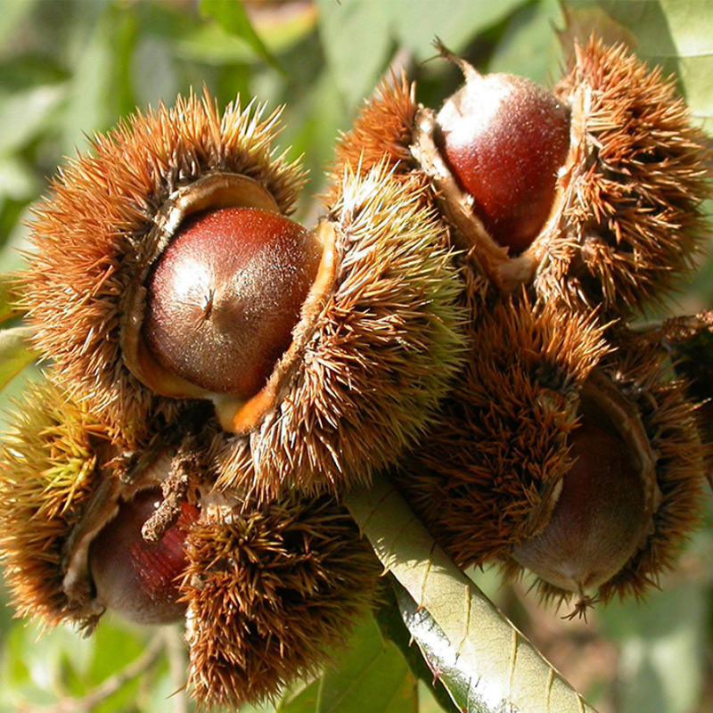 批发早熟矮化高产板栗树苗 农大一号板栗苗 南北方种植-阿里巴巴