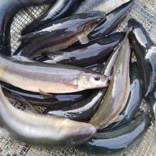 黑龙江特产水库冷水淡水山柳根鱼大河鱼