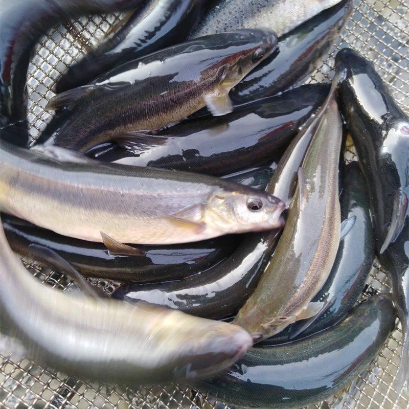 黑龙江特产水库冷水淡水山柳根鱼大河鱼