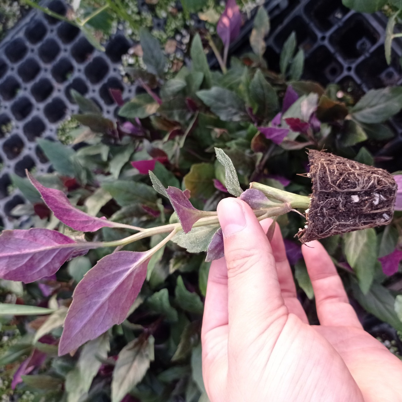 紫背天葵苗子紫背菜高钙菜观赏食用盆栽蔬菜-阿里巴巴