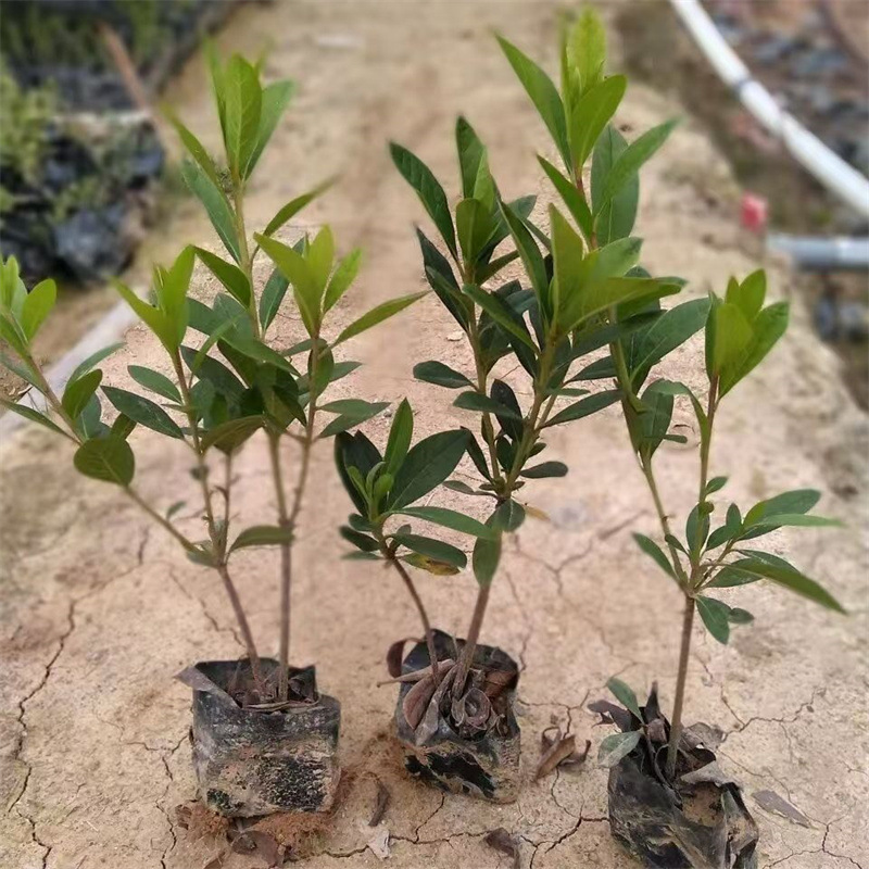 包邮杜鹃花小杯苗毛鹃春鹃夏鹃供应苗盆景绿化工程苗篱笆庭院楼顶
