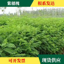 紫穗槐苗紫穗槐种子 棉条籽 护坡植铁路公路护坡灌木植物道路边