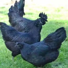 纯种五黑鸡活苗 绿壳蛋鸡青年成年五黑鸡 脱温五黑鸡幼苗活体价格