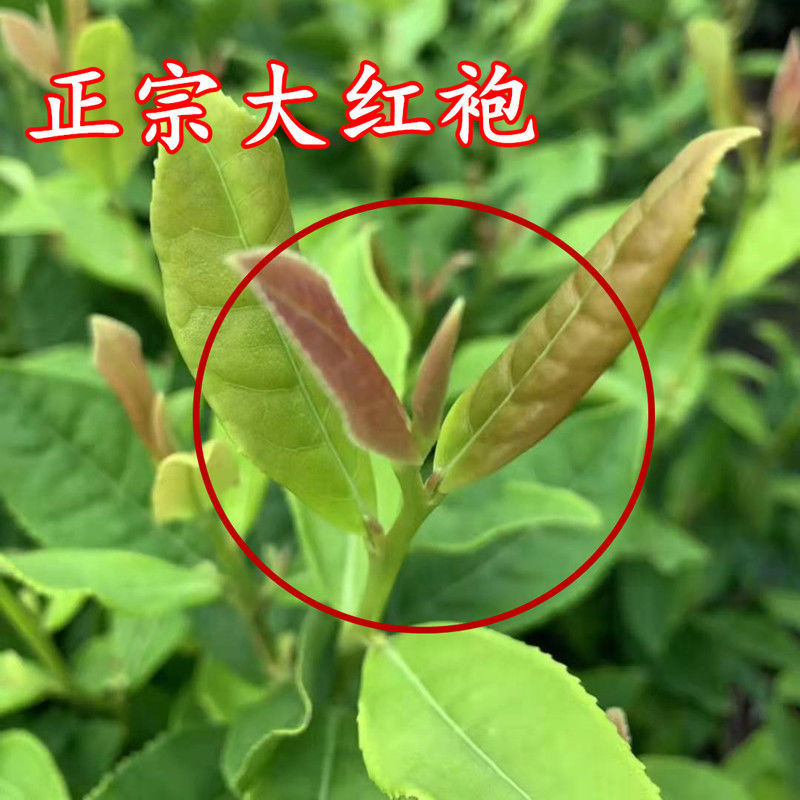盆栽大红袍茶叶树苗 庭院绿化红茶树 当年采摘乌龙茶苗