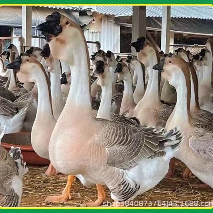 大量狮头鹅苗现货供应狮头鹅鹅蛋成年能长多大成年狮头鹅市场价格