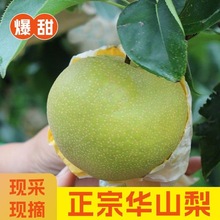 现摘现发山东烟台正宗华山梨脆甜多汁当季新鲜水果整箱5/10斤包邮