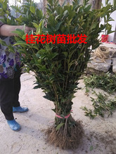 桂花树苗扦插桂花苗金桂丹桂四季桂金球桂八月桂庭院盆栽花卉绿植