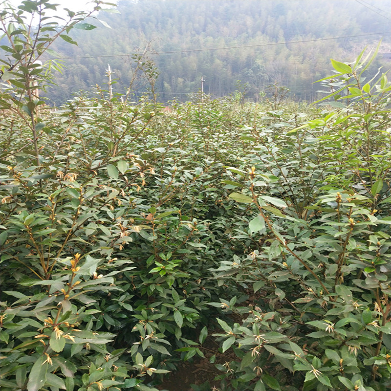 十大红木红椆树苗平脉青冈苗赤皮青冈树苗红青冈小苗红柯梗木苗木