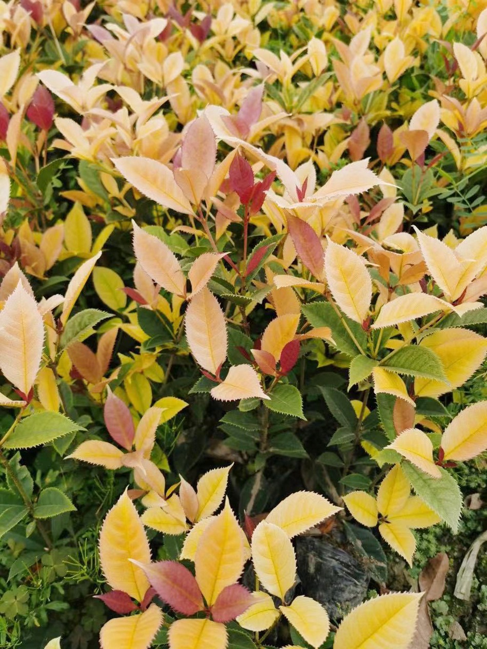 五彩桂杯苗 七彩桂 珍珠彩叶桂 国色天香桂 园林绿化地被苗木绿植