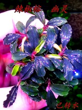 高品质辣椒榕火山石潘多拉布朗尼蓝柯大岗光芒幽灵海莲娜布朗尼11