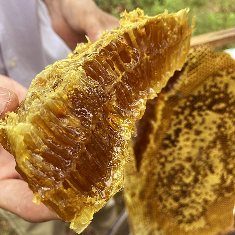 深山土蜂蜜纯正中蜂天然老蜂蜜批发