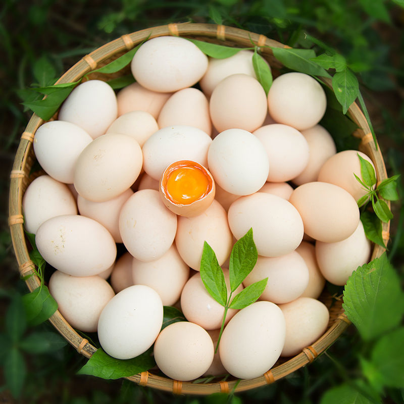 农家初生大量散养柴鸡蛋