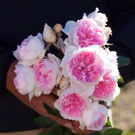 大花浓香月季花苗伊芙芳香喷泉月季苗阳台盆栽花园植物玫瑰花卉