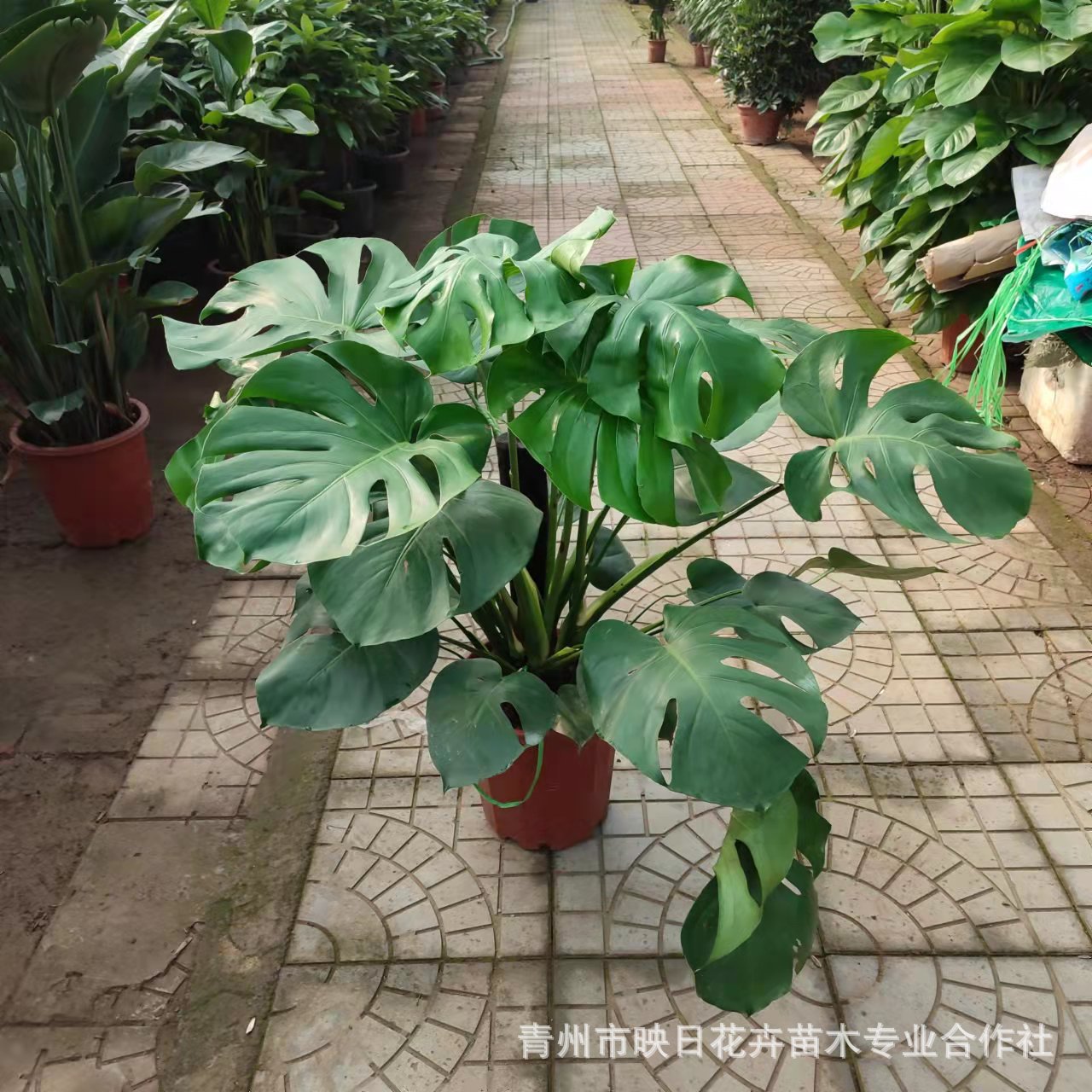 龟背竹盆栽基地批发 南方广州绿植批发耐阴 客厅办公室租摆吸甲醛