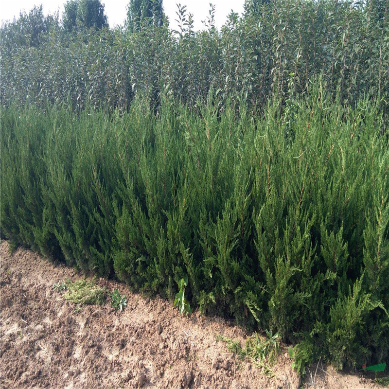 龙柏苗 40公分高 绿化苗木 四季常青苗 现挖现卖 植株健壮