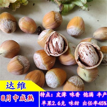 美国大榛子达维长毛玉坠东北大榛子树苗山里小榛子树苗耐寒易成活