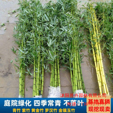 竹子苗大型绿植盆栽庭院植物竹子青竹紫竹金镶玉竹四季常青耐寒