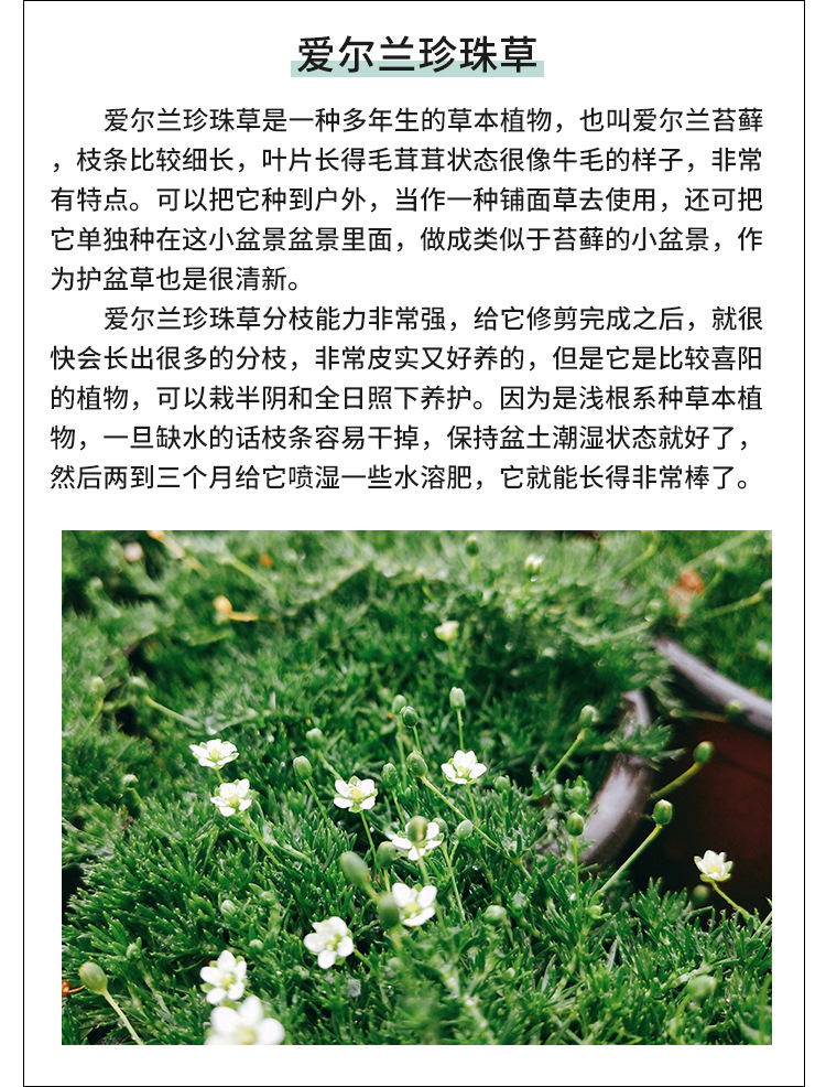 爱尔兰珍珠草 草坪地被植物花园微景观多种地被小花 基地直售批发