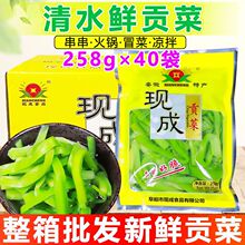 贡菜批发包邮现成火锅鲜258g整箱串串冒食材清水无叶苔非干货多用