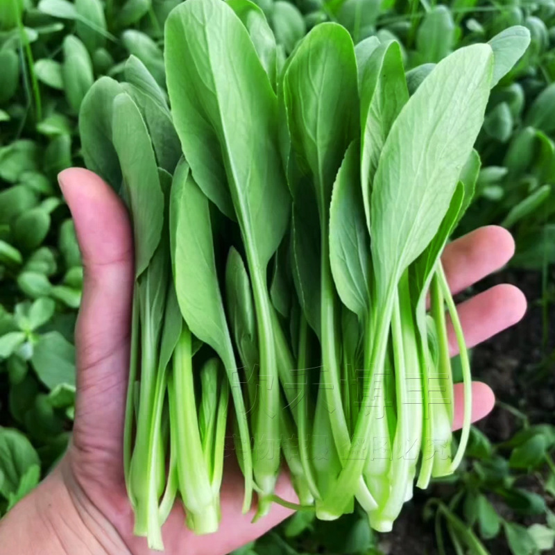 芽苗菜种子有机-芽苗菜种子有机厂家,品牌,图片,热帖-阿里巴巴