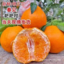 【精选大果】四川春见耙耙柑橘子粑粑杷杷柑丑桔子整箱新鲜水果
