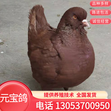 落地王大体观赏肉鸽元宝圆环青年种鸽活物一对落地王一公一母花色