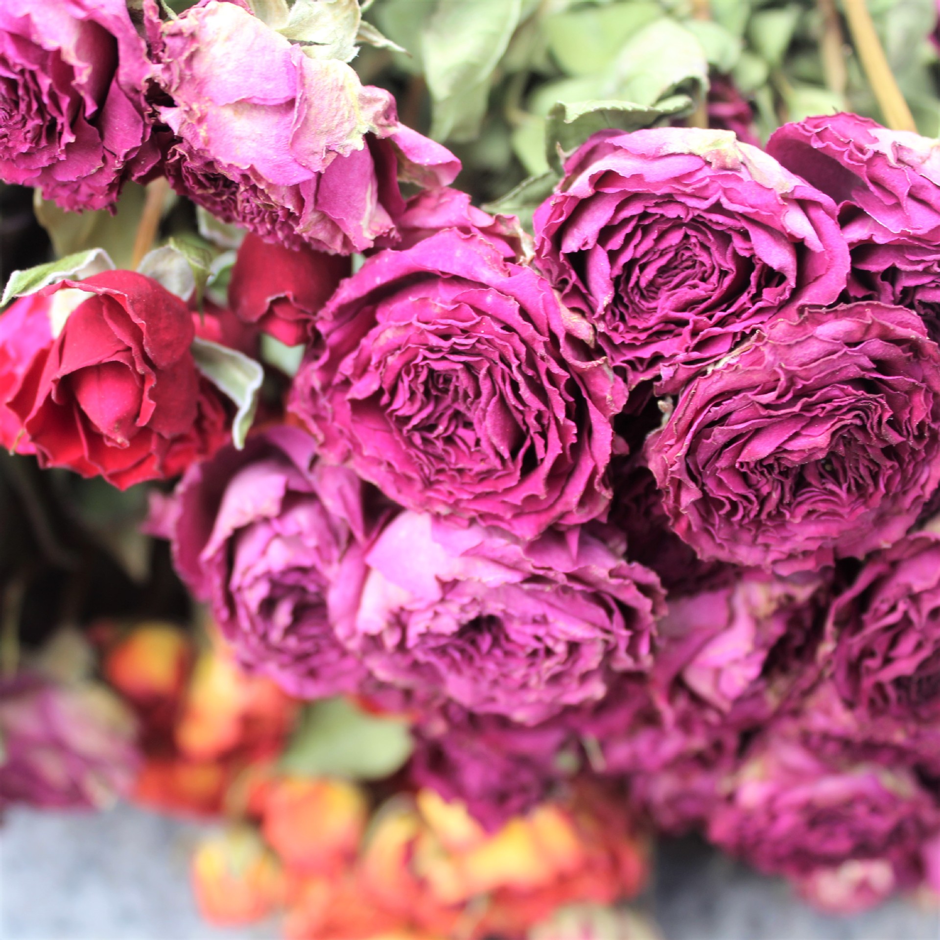 干花迷你泡泡玫瑰,正常一束约30个花头