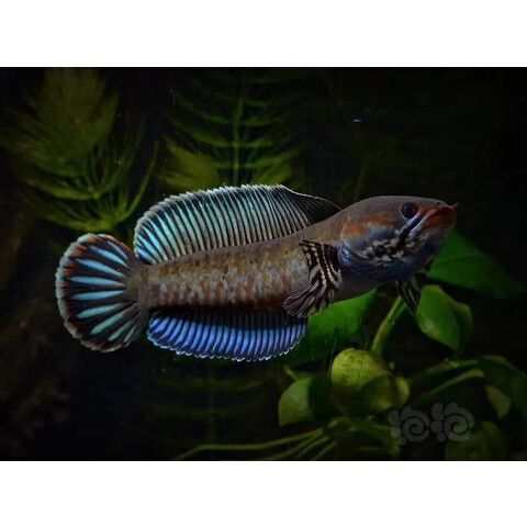 进口野阿萨姆蓝帆奶茶雷龙鱼酒红七彩火背血斑一型雷