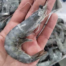 海捕大海甄选白虾海水虾白翅虾海鲜火锅餐饮食材批发冷冻速冻水产