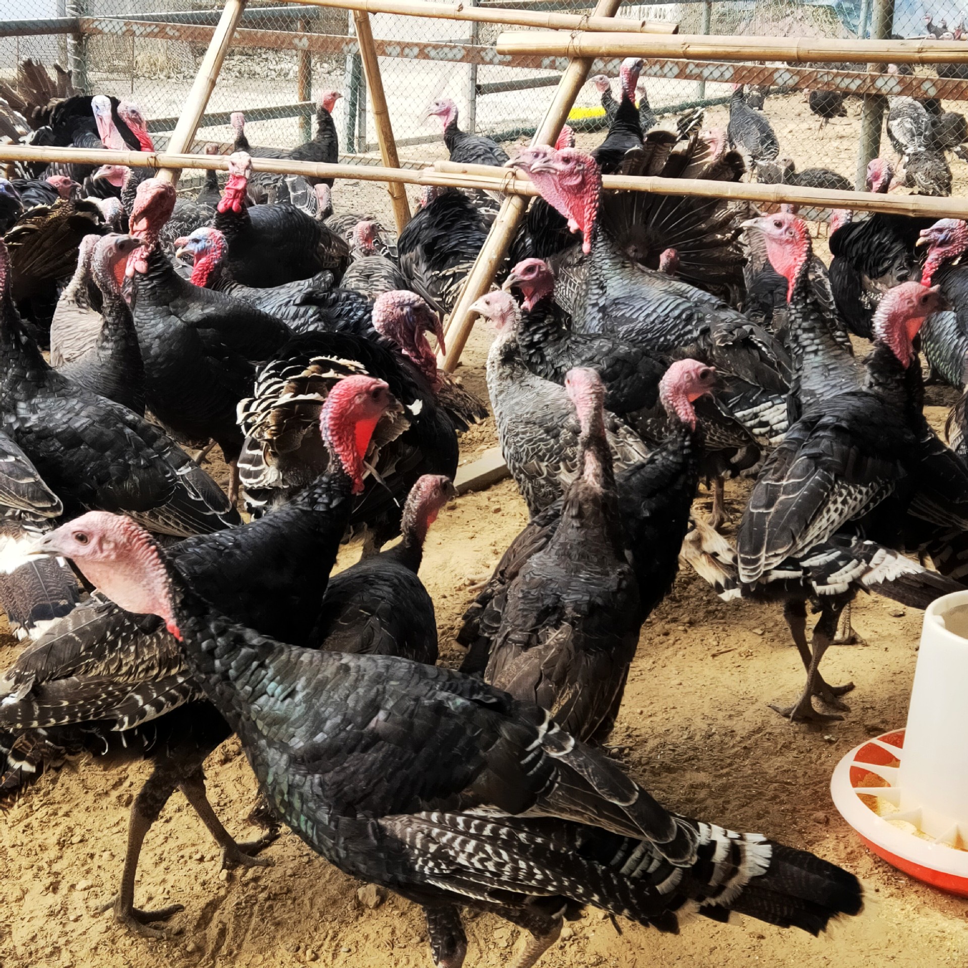 半大火鸡苗活体脱温火鸡幼崽散养火鸡成年火鸡巨型尼古拉火鸡种蛋