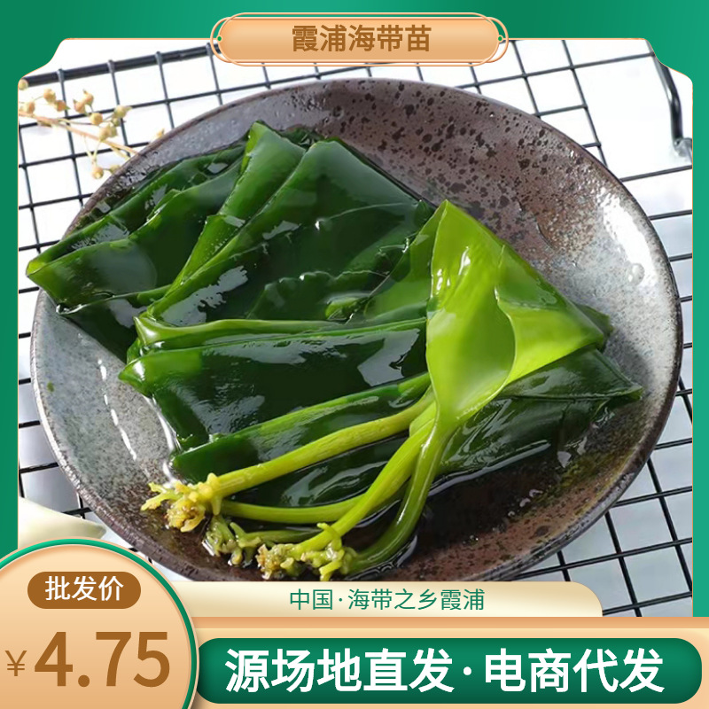 霞浦小海带嫩苗非即食干货火锅食材餐饮凉拌菜裙带菜海带苗批发