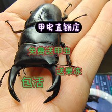 中国大锹甲成虫中大甲虫宠物独角仙活物送果冻可产幼虫跨境专供代