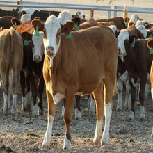 广西养牛场-销售肉牛 鲁西黄牛牛犊可以放养