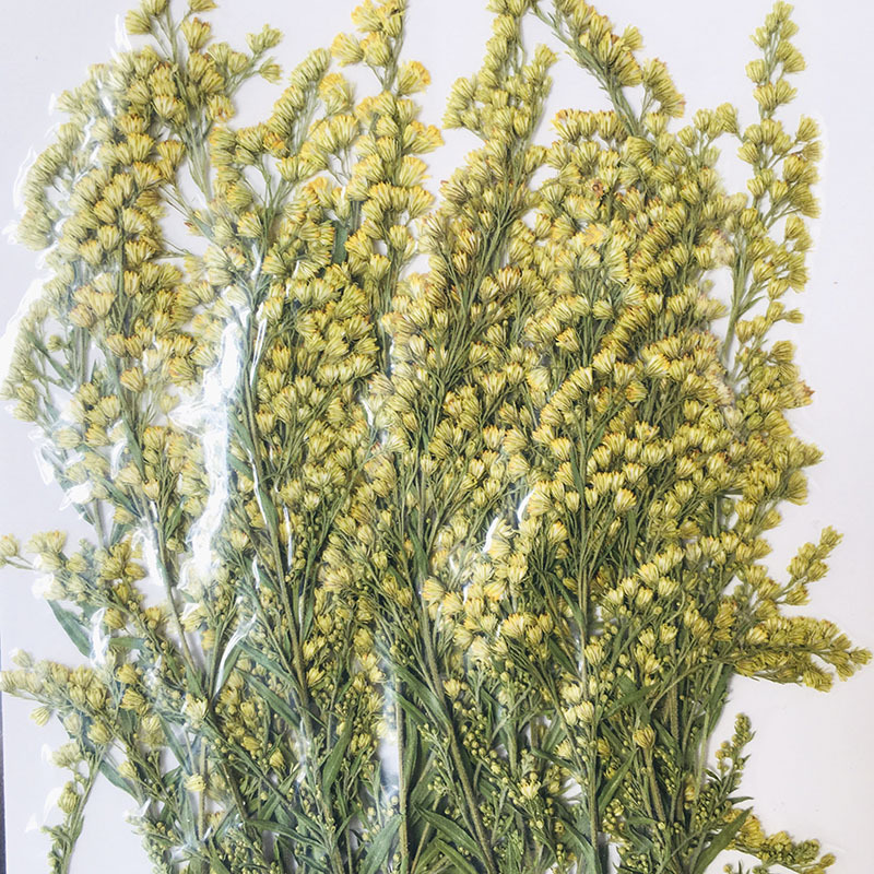 情人草 水晶草干花压花礼品装饰手工diy材料贺卡信封火漆印章干花