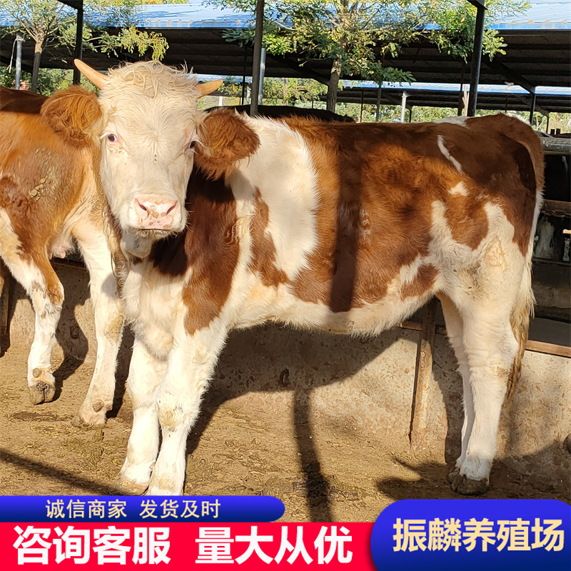 出售 育肥黄牛牛苗 杂交肉牛种牛苗 鲁西黄牛犊 云南养牛-阿里巴巴