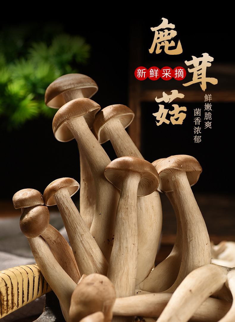 产地新鲜鹿茸菇500g散装云南特产食用菌不开伞鸡枞煲汤菌鲜蘑菇