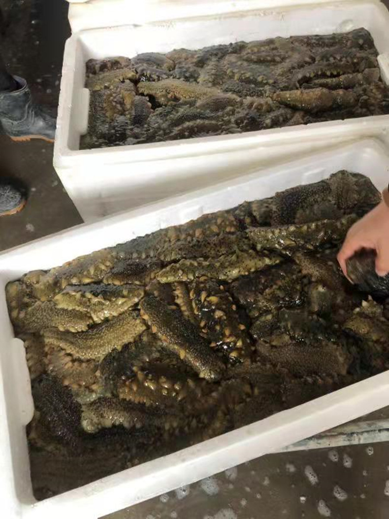 活海参大连长岛鲜活刺参活体海参深海捕捞一件批发价