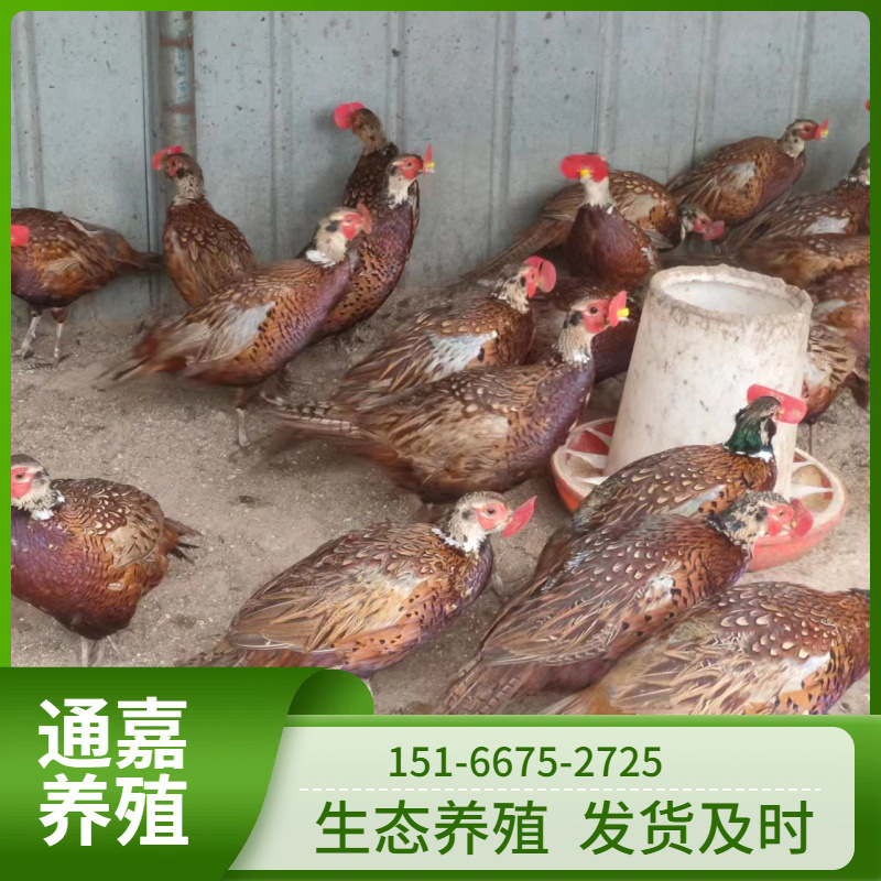 厂家供应家养七彩山鸡幼苗活体脱温半斤山鸡苗成年山鸡批发价格
