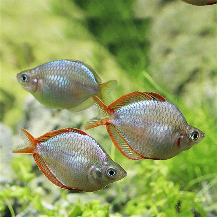 电光美人鱼活体电光球形鱼上海渔场批发水族草缸群游热带观赏鱼