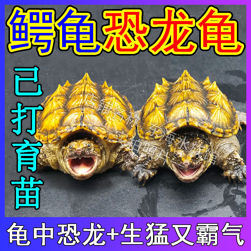 鳄龟爆刺鳄鱼龟苗原种纯佛杂佛北美外塘食肉龟活体凶猛小启梅商行