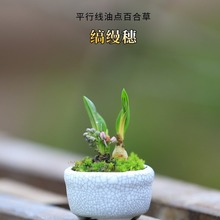 桌面迷你盆栽拇指小盆景植物缟缦穗开花百合球根花卉好养微型绿植