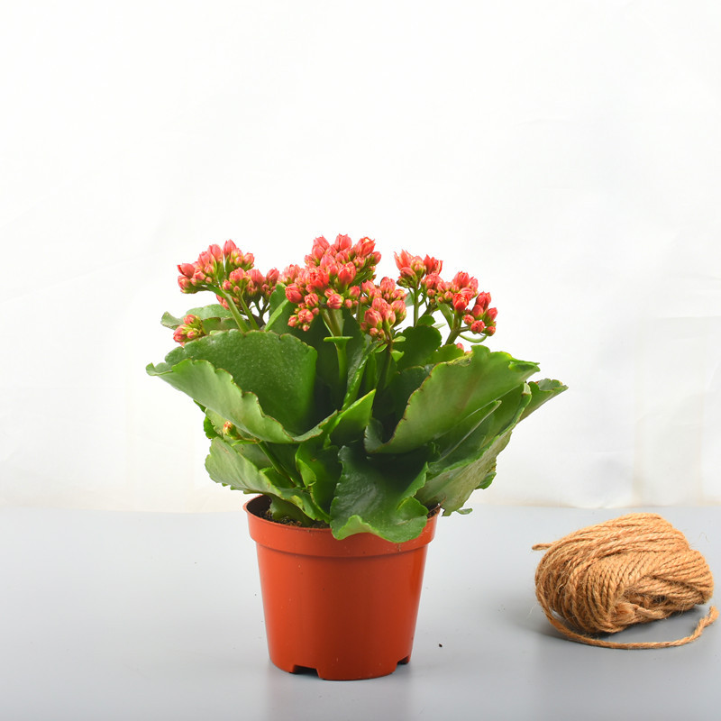 长寿花盆栽花苗花盆重瓣四季带花苞花卉室内土养盆栽绿植好养植物