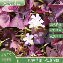 基地供应 紫叶酢浆草 花镜花海工程打造 庭院园林工程绿化苗